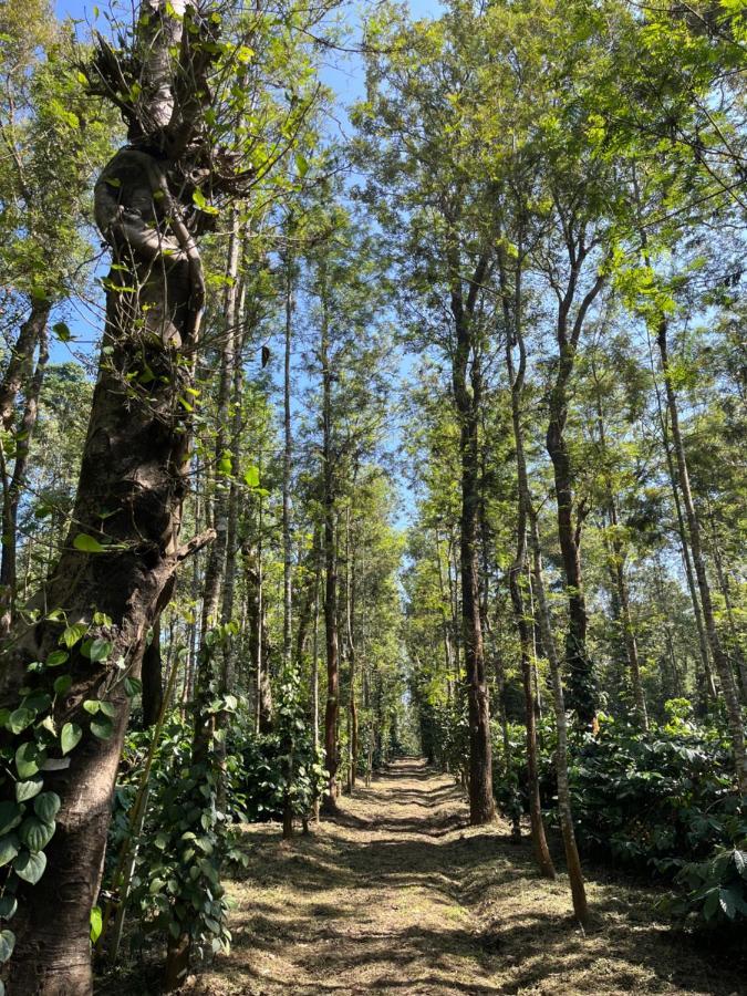 Robin Woods Homestay Sakleshpur Exteriér fotografie