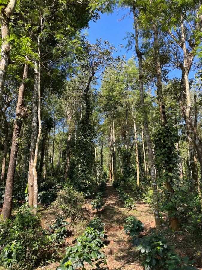 Robin Woods Homestay Sakleshpur Exteriér fotografie